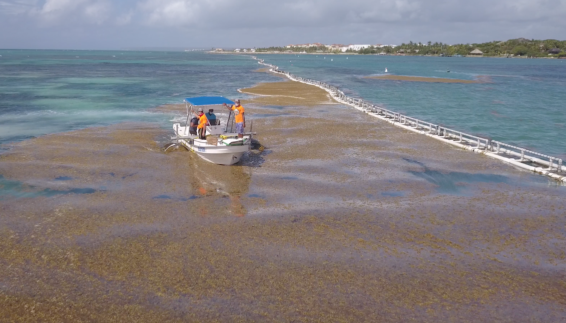 Sargassum: A Grave Threat and a Great Opportunity